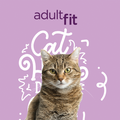 publicaciones de instagram promociones Ecommerce pienso gatos